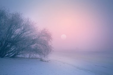 Winter landscape: frozen river bank covered with snow at sunrise. Panoramic photo with pink reflection of light on the ice surface. for winter postcards, calendars and travel projects design clipart