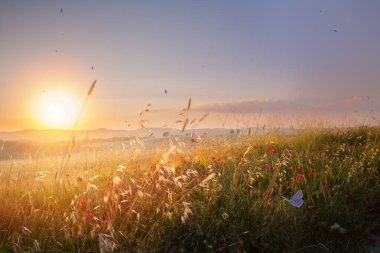 Kelebekler, altın saatinde güneşli bir kır çiçeğinin üzerinde dans ediyorlar. Sıcak renkler ve huzurlu yaz atmosferleriyle parıldayan rüya gibi Toskana manzarası. Doğa, dinginlik ve ağustos kırsalları için mükemmel bir tema.