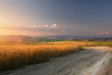 Toskana 'daki altın buğday tarlası akşam ışığında parlıyordu. Sessiz bir köy yolu Pastel gökyüzünün altındaki yuvarlanan yaz tepelerine çıkar. Ağustos doğası, hasat ve kırsal yaşam tarzı temaları için mükemmel görüntü.
