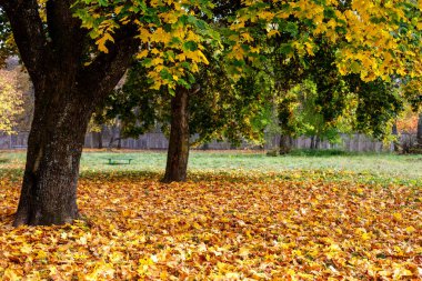 Sonbaharda sarı akçaağaç ağaçlı şehir parkı. Alytus, Litvanya. Önde gelen ağaca odaklan. 