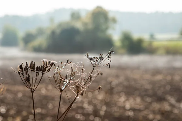 Suchá Rostlina Pavučinou Kapkami Vody Podzim — Stock fotografie