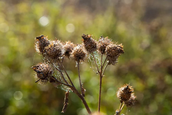 Trockene Klette Mit Spinnennetz Und Wassertropfen Herbst — Stockfoto