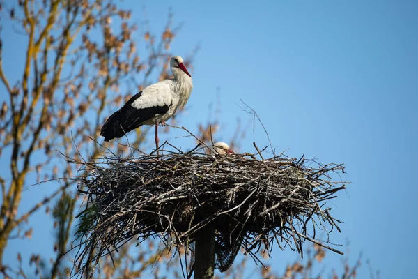 Twee Witte Ooievaars Ciconia Ciconia Het Voorjaar Het Nest — Stockfoto