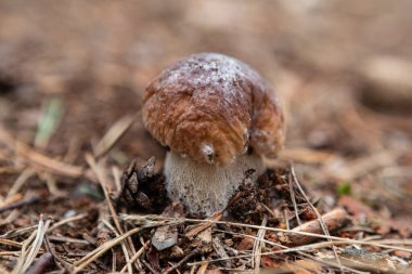 Ormanda Porcini mantarı (Boletus edulis)