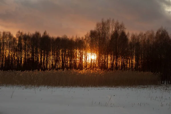 Schilf Rund Den See Winterabend Bei Sonnenuntergang Kreis Moletai Litauen — Stockfoto