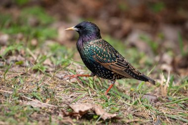 Sığırcık veya Avrupa sığırcığı (Sturnus vulgaris) 