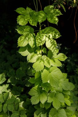 Sunlit leaves of green vegetation in the shadow of the forest clipart