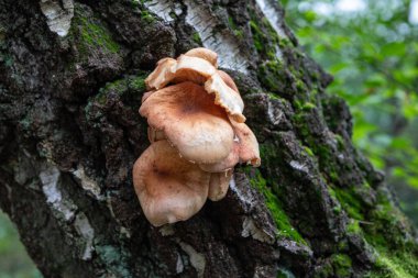 Litvanya ormanlarındaki doğal ortamda Tawny huni kapağı (Paralepista flaccida)