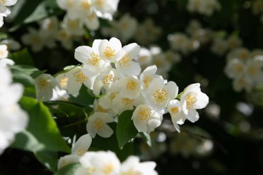 Güneş ışığında açmakta olan beyaz yasemin çiçeklerine yakın plan