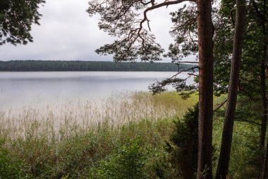 Sciurys Pelerin Yolu. İki göl arasındaki güzel patika Baltieji Lakajai ve Juodieji Lakajai. Litvanya