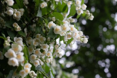Yağmurda açmakta olan beyaz yasemin çiçeklerine yakın çekim