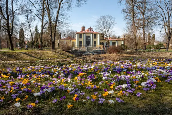 Baharın başlarında Bernardine Bahçesi, Vilnius, Litvanya 'da renkli bahar timsahları çiçek açıyor.