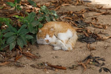 Tüylü bir kızıl ve beyaz bir kedi kıvrılır, toprak zeminde sessizce uyur. Düşen yaprakların ve Malta 'daki yeşil yaprakların arasında.