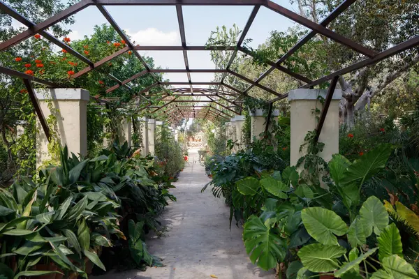 Ahşap bir pergola ile kaplı yeşil bir bahçe geçidi, Floriana, Malta 'da yemyeşil bitkiler ve renkli çiçeklerle çevrilidir.