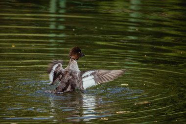 Dalgalı tüyleri olan sıradan bir altın göz ördeği koyu yeşil sularda şiddetle kanat çırparak sıçrar.