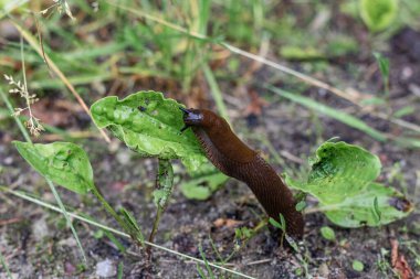 Kahverengi bir sümüklü böcek, yakın planda yakalanıyor ve nemli toprakta canlı yeşil bir muz yaprağıyla besleniyor.