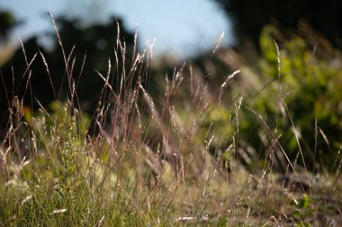Güneş tarafından öpülen uzun otlar yaz çayırlarında usulca sallanarak yeşil ve altın renkli yumuşak, ruhani bir zemin oluşturur.