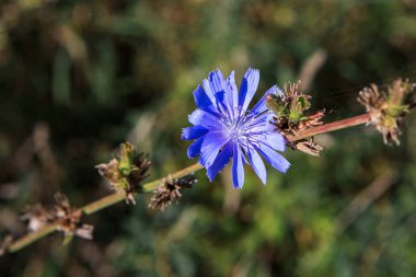 İnce bir gövde üzerinde açan yalnız, çarpıcı mavi hindiba çiçeği bulanık yeşil yapraklar ve kurumuş kalıntılar arasında.