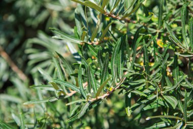 Uzun, ince, gümüşi yeşil yaprakların parlak gün ışığında güneşlenen deniz dikenli bir bitkinin yakın görüntüsü.
