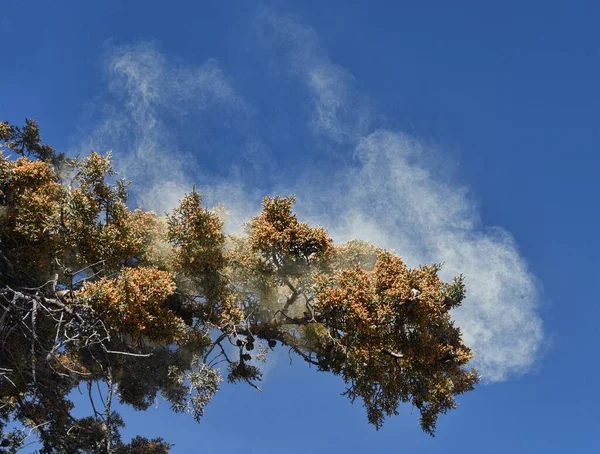 Árvore Zimbro Erupção Com Pólen Quando Agitada Pelo Vento — Fotografia de Stock