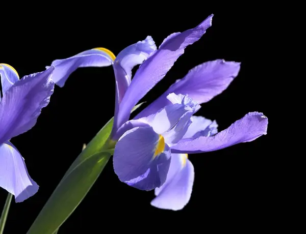 Lila Vägg Iris Solen Med Svart Bakgrund — Stockfoto