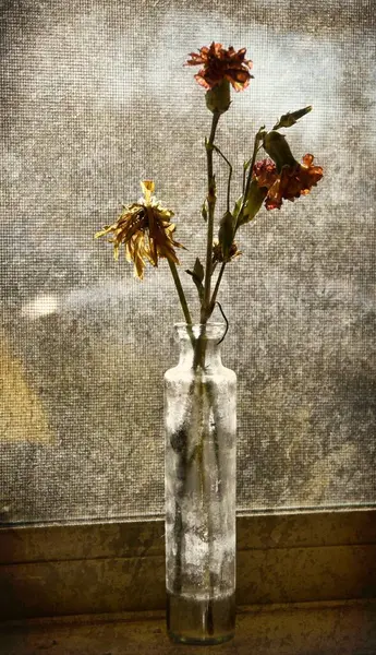 Ξηρά Λουλούδια Στο Παράθυρο Ξεχασμένα Εδώ Και Καιρό — Φωτογραφία Αρχείου