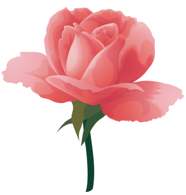 Zarif pembe çay gülü