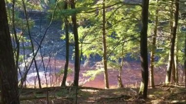 Presque Adası Nehri, Michigan 'daki Kirpi Dağları' ndaki sık ormanların arasından akar.