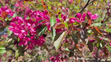 Yaban Arısı Kuzey Michigan 'da pembe bir çalılıkta geziniyor.