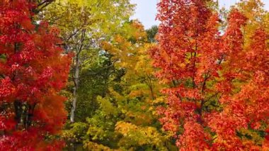 Michigan Üst Yarımadası Sonbahar Renkleri