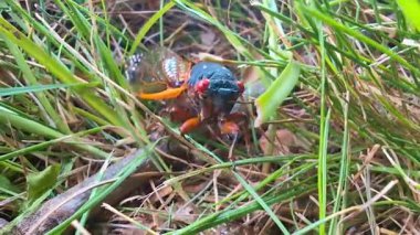 17 yaşındaki ağustos böceği Winnebago County Illinois 'de çimlerin üzerinde sürünüyor.