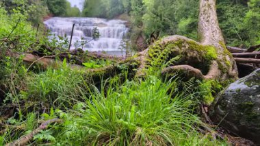 Michigan Yarımadası 'nın yukarısındaki Agate Şelalesi yakınlarındaki bir nehir kıyısında bitkiler.