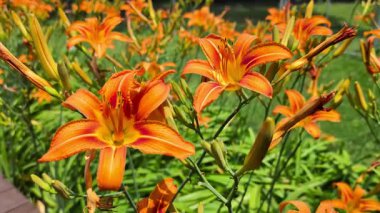 Parlak turuncu zambaklar (Hemerocallis fulva) hafif bir esintide sallanır