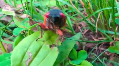 17 yaşında ağustos böceği. Karavanda, Illinois 'de bir arazide aceleyle ilerliyor.