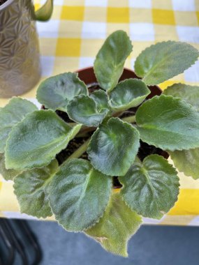 Tüylü, yumuşak yeşil yapraklı canlı bir Afrika menekşesi (Saintpaulia) sarı bir masa örtüsünün üzerinde küçük bir tencerede oturmaktadır. Bitkinin kadifemsi dokusu ışığı yakalar, samimi ve davetkar bir atmosfer yaratır..