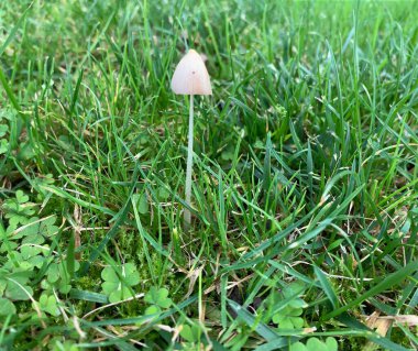 Çimenli bir bölgede yetişen hassas bir Conocybe mantarının yakın plan görüntüsü. Mantarda ince bir gövde ve Conocybe cinsinin karakteristiği olan küçük, konik bir kapak bulunur..