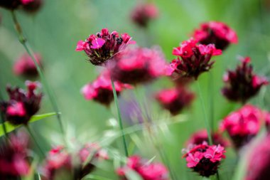 Tarlada Dianthus Cruentus çiçekleri