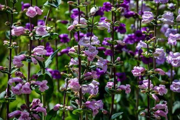 Mor Penstemon Çiçekleri Tarlada — Stok fotoğraf