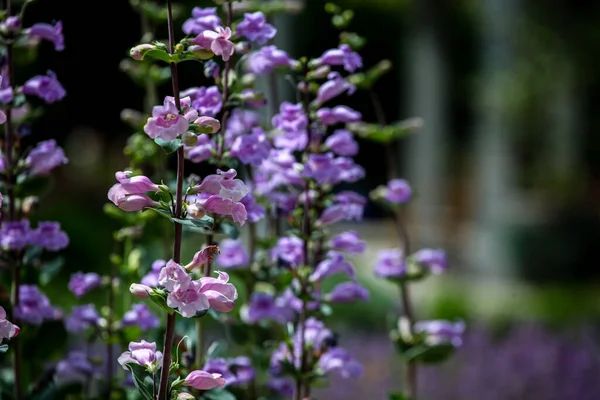 Pikes Peak Purple Penstemon Flowers Field — Stock Photo, Image