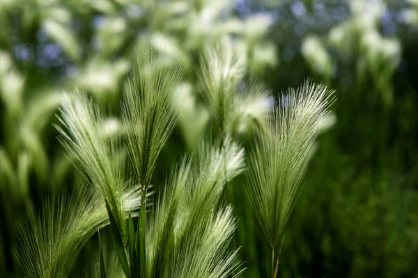 Closeup Foxtail Barley Hordeum Jubatum Field — Stock Photo, Image