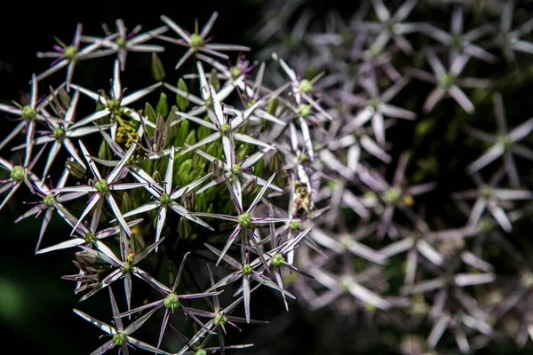 Estrela Pérsia Allium Cristophii Flores Jardim — Fotografia de Stock