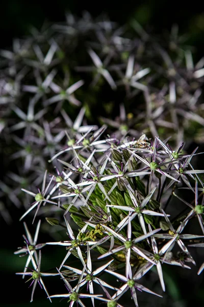 Estrela Pérsia Allium Cristophii Flores Jardim — Fotografia de Stock