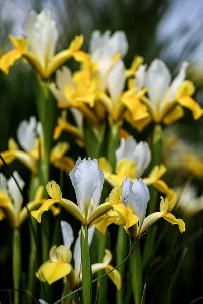 Gros Plan Fleur Iris Dans Jardin — Photo