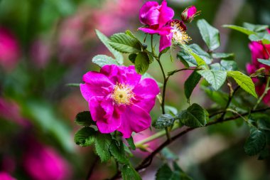 Plaj gülü (Rosa rugosa) bahçede çiçekler