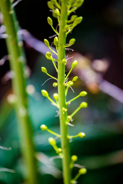 Closeup Detail Narrow Leaved Foxtail Lily Eremurus Stenophyllus — Stock Photo, Image