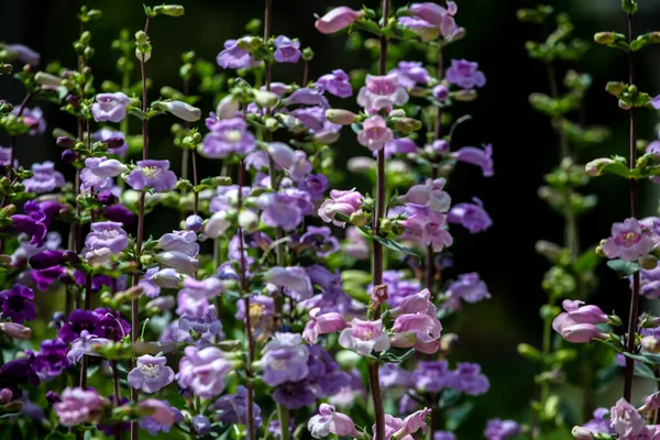 Pikes Peak Viola Penstemon Fiori Nel Campo — Foto Stock