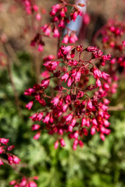 Coral Bells Heuchera Sanguinea Flowers Field — Stock Photo, Image