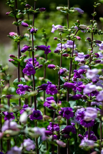 Pikes Peak Purple Penstemon Blüht Auf Dem Feld — Stockfoto