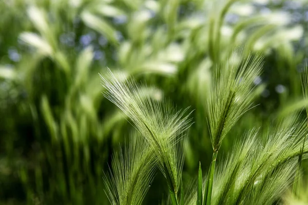 Closeup Foxtail Barley Hordeum Jubatum Field — Stock Photo, Image