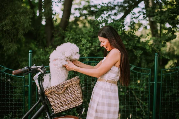 Ładna Młoda Kobieta Wkłada Białego Bichona Frise Doga Koszyka Rowerem — Zdjęcie stockowe